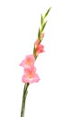 Pink gladiolus, Sword lily, partially opened flower spike Royalty Free Stock Photo