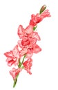 Pink gladiolus