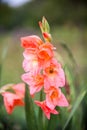 Pink gladioluses Royalty Free Stock Photo