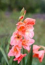 Pink gladioluses Royalty Free Stock Photo