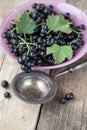 Pink glass bowl filled with fresh black currants and leaves Royalty Free Stock Photo