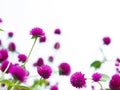 Amaranth flowers field isolated on white background Royalty Free Stock Photo