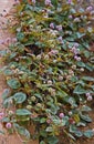 Pink globe amaranth flowers, Gomphrena globosa Royalty Free Stock Photo