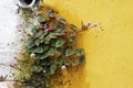 Pink globe amaranth flowers on the wall corner Royalty Free Stock Photo