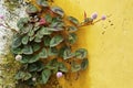 Pink globe amaranth flowers on the wall corner Royalty Free Stock Photo