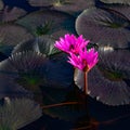 Pink glowing water lilies - Nymphaea - with dark leaves on pond