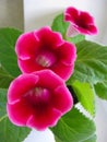 Pink gloxinia