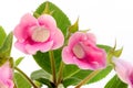 Pink gloxinia on white background