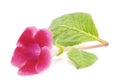 Pink gloxinia. Royalty Free Stock Photo