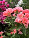 Pink godetia flowers in a garden