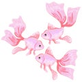 Pink goldfish. Set of vector illustrations of fish. Imitation of watercolor.