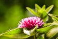 Pink Gomphrena Flower Royalty Free Stock Photo