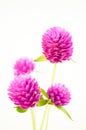 Gomphrena globosa flower on white background Royalty Free Stock Photo