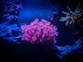 Pink goniopora flowerpot coral - LPS coral in a reef aquarium Royalty Free Stock Photo