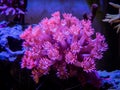 Pink goniopora flowerpot coral - LPS coral in a reef aquarium Royalty Free Stock Photo