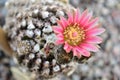 Pink gorgeous cactus blossom