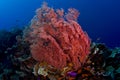 Pink gorgonian sea fan with fish