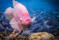 Pink gourami in the aquarium Royalty Free Stock Photo