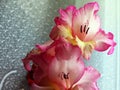 Pink graceful flowers in a bouquet on the window