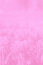 Pink gradient abstract background. Pastel. Tulips flowers pattern