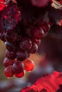 Pink grape of grapes among the leaves of the vineyard. A sunny autumn day in a vineyard. Royalty Free Stock Photo