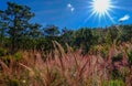 Pink grass at forest in Dalat, Vietnam Royalty Free Stock Photo