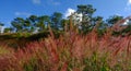 Pink grass at forest in Dalat, Vietnam Royalty Free Stock Photo