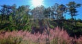 Pink grass at forest in Dalat, Vietnam Royalty Free Stock Photo