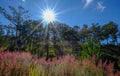 Pink grass at forest in Dalat, Vietnam Royalty Free Stock Photo