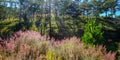Pink grass at forest in Dalat, Vietnam Royalty Free Stock Photo