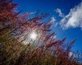 Pink grass at forest in Dalat, Vietnam Royalty Free Stock Photo