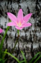 Pink grass flower