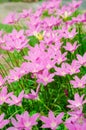 Pink grass flower