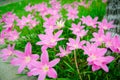 Pink grass flower