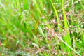 Pink grass with  dew drops flower fresh nature background Royalty Free Stock Photo