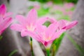 Pink grass flower