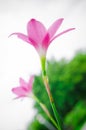 Pink grass flower