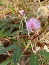 Pink grass flowers on the ground Royalty Free Stock Photo
