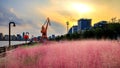 Pink grass land on the bank of the rive