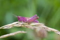 Pink Grasshopper Royalty Free Stock Photo