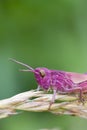 Pink Grasshopper Royalty Free Stock Photo