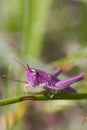 Pink Grasshopper Royalty Free Stock Photo