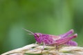 Pink Grasshopper Royalty Free Stock Photo