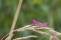 Pink Grasshopper Royalty Free Stock Photo