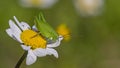 Pink Grasshopper on daisy