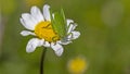 Pink Grasshopper on daisy Royalty Free Stock Photo