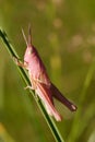 Pink Grasshopper Royalty Free Stock Photo
