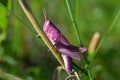 Pink grasshopper Royalty Free Stock Photo