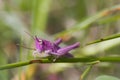 Pink Grasshopper Royalty Free Stock Photo