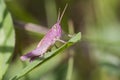 Pink Grasshopper Royalty Free Stock Photo